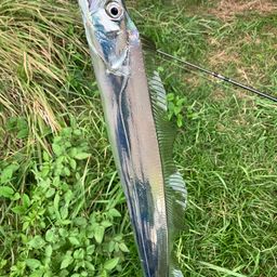 タチウオ