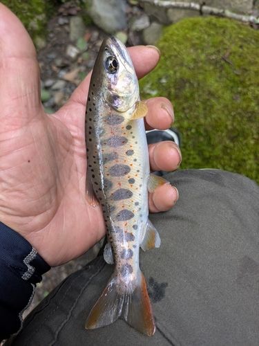 アマゴの釣果