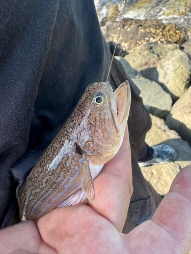 エソの釣果