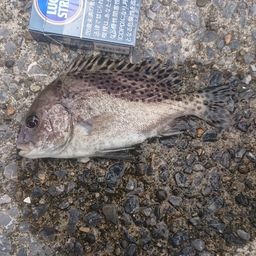 コショウダイ