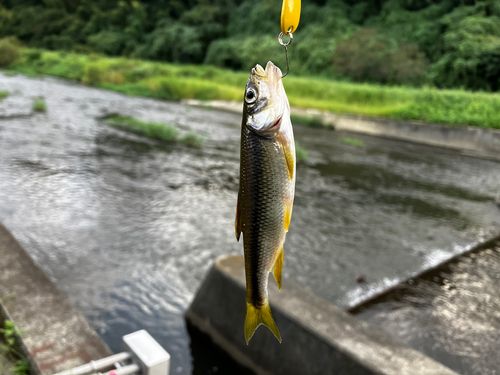 カワムツの釣果