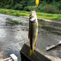 カワムツ
