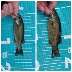 スモールマウスバスの釣果