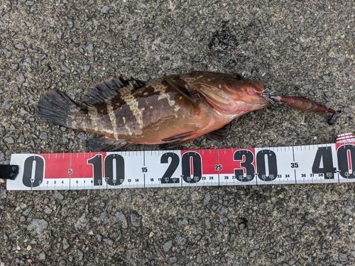 アコウの釣果