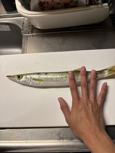 カマスの釣果