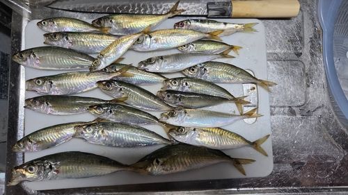 釣果