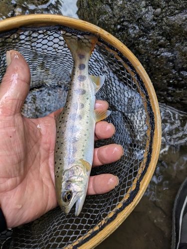 ヤマメの釣果
