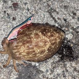 コウイカ