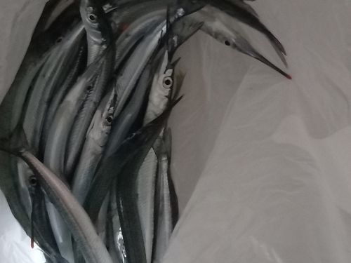 サヨリの釣果