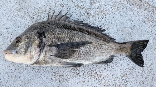 チヌの釣果