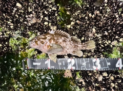 ハチガラの釣果