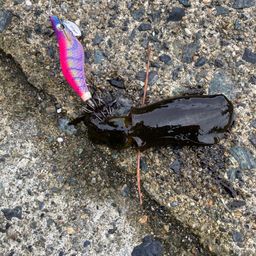 アオリイカ