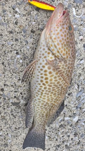 オオモンハタの釣果