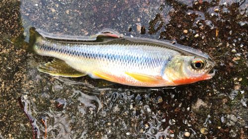 カワムツの釣果