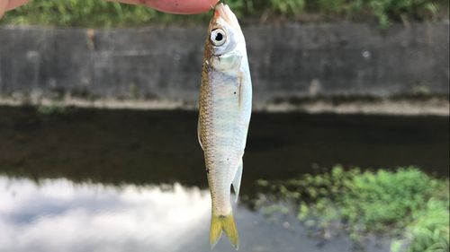 オイカワの釣果