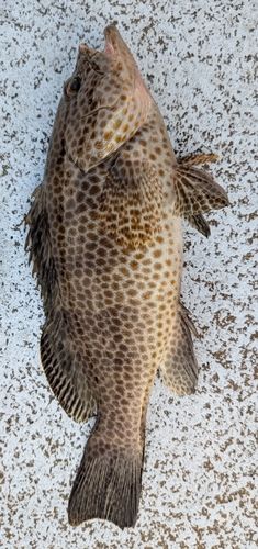 オオモンハタの釣果