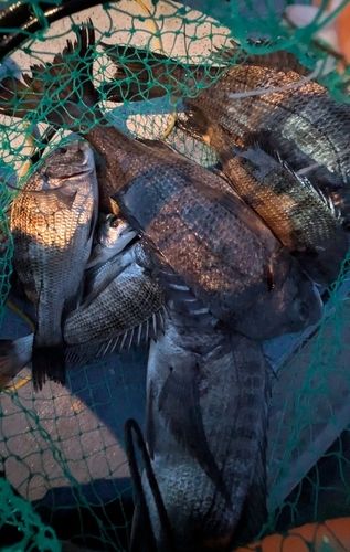チヌの釣果