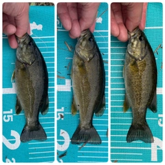 スモールマウスバスの釣果