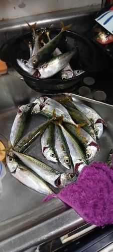 浦賀