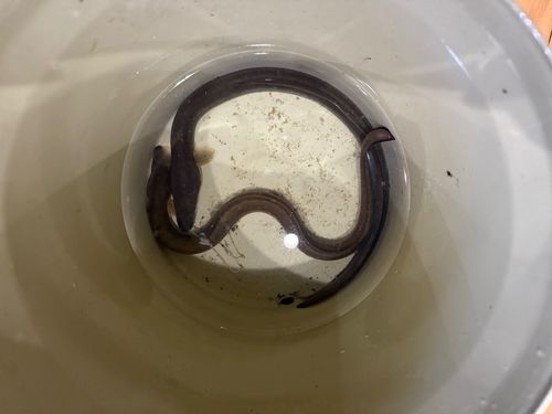 ウナギの釣果