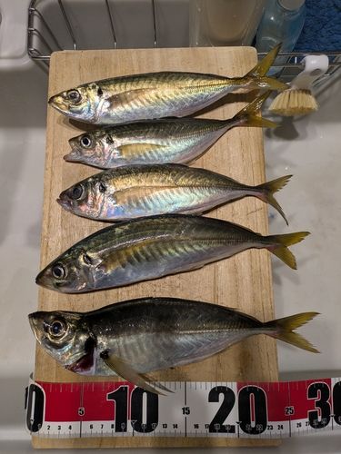 アジの釣果