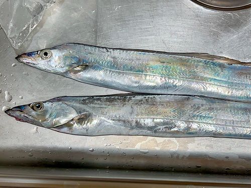 東京湾