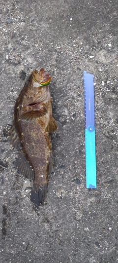 タケノコメバルの釣果