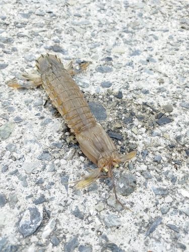 シャコエビの釣果