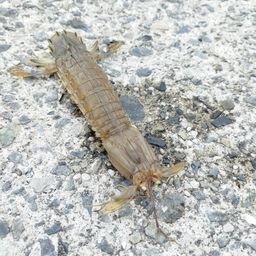 シャコエビ