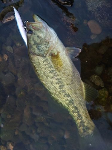 ラージマウスバスの釣果