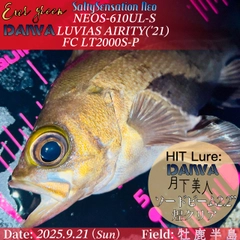 メバルの釣果