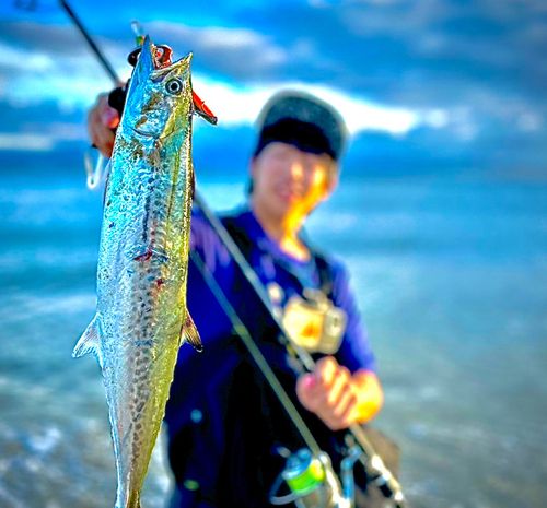 サゴシの釣果