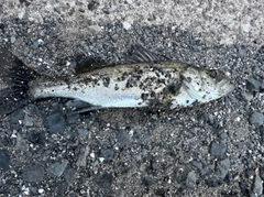 マルスズキの釣果