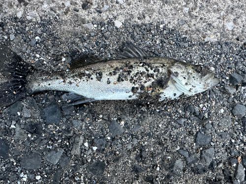マルスズキの釣果