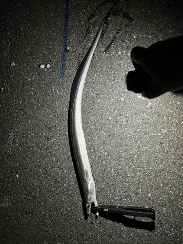 ハモの釣果