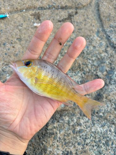 フエフキダイの釣果