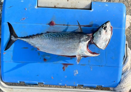 ヒラソウダの釣果