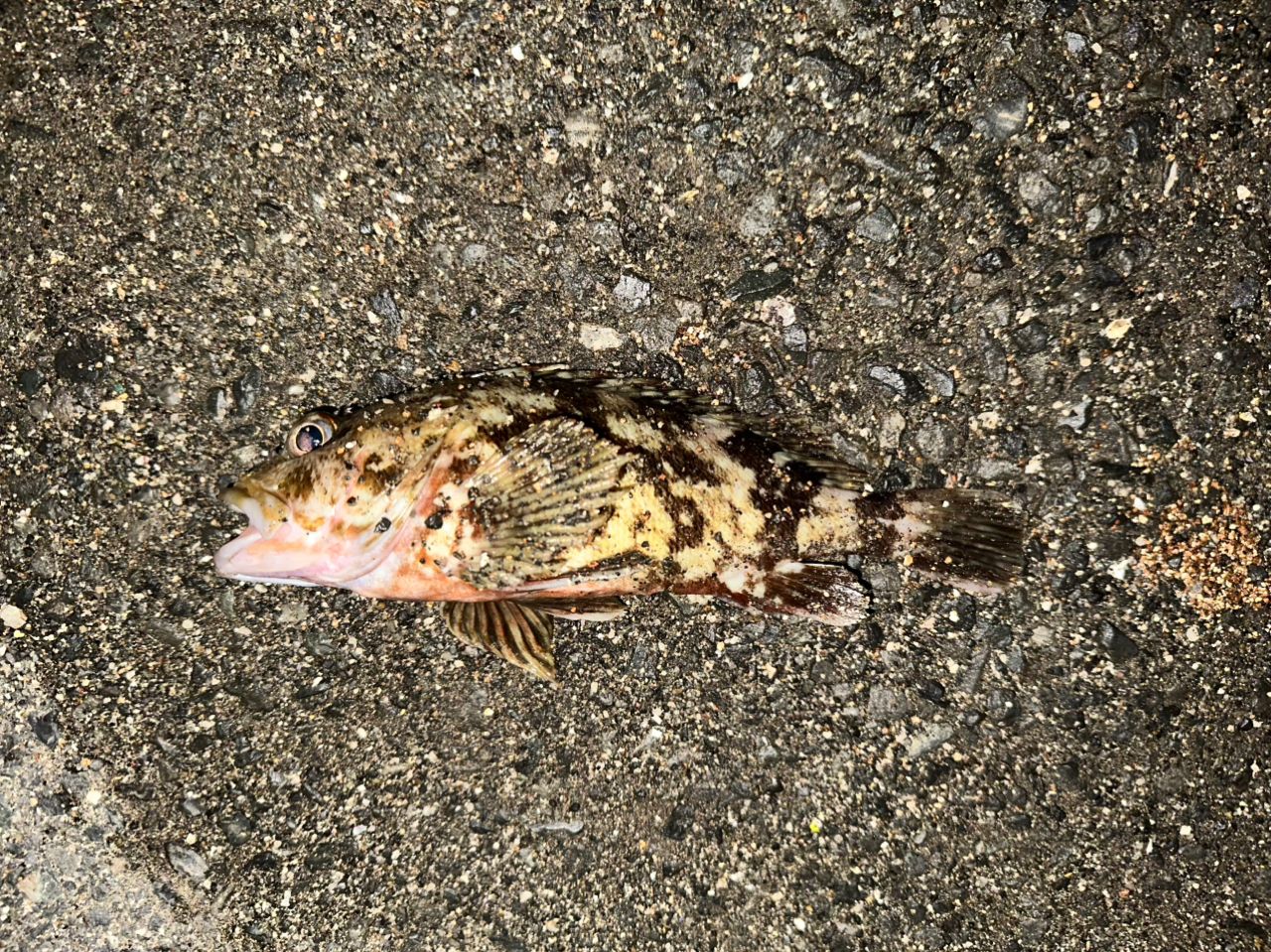 DAIWA 21エメラルダス X ボート 65LS-Sの最安値・インプレ・釣果