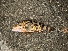 カサゴの釣果