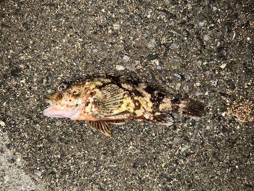 カサゴの釣果
