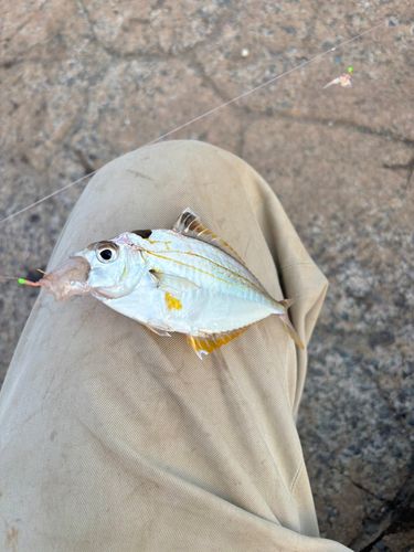 ヒイラギの釣果