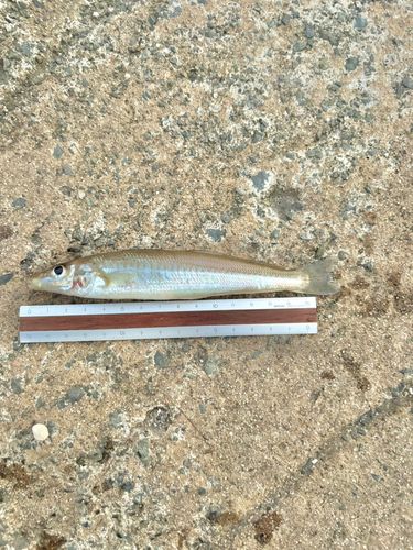 シロギスの釣果