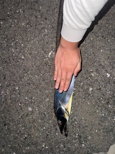 タチウオの釣果