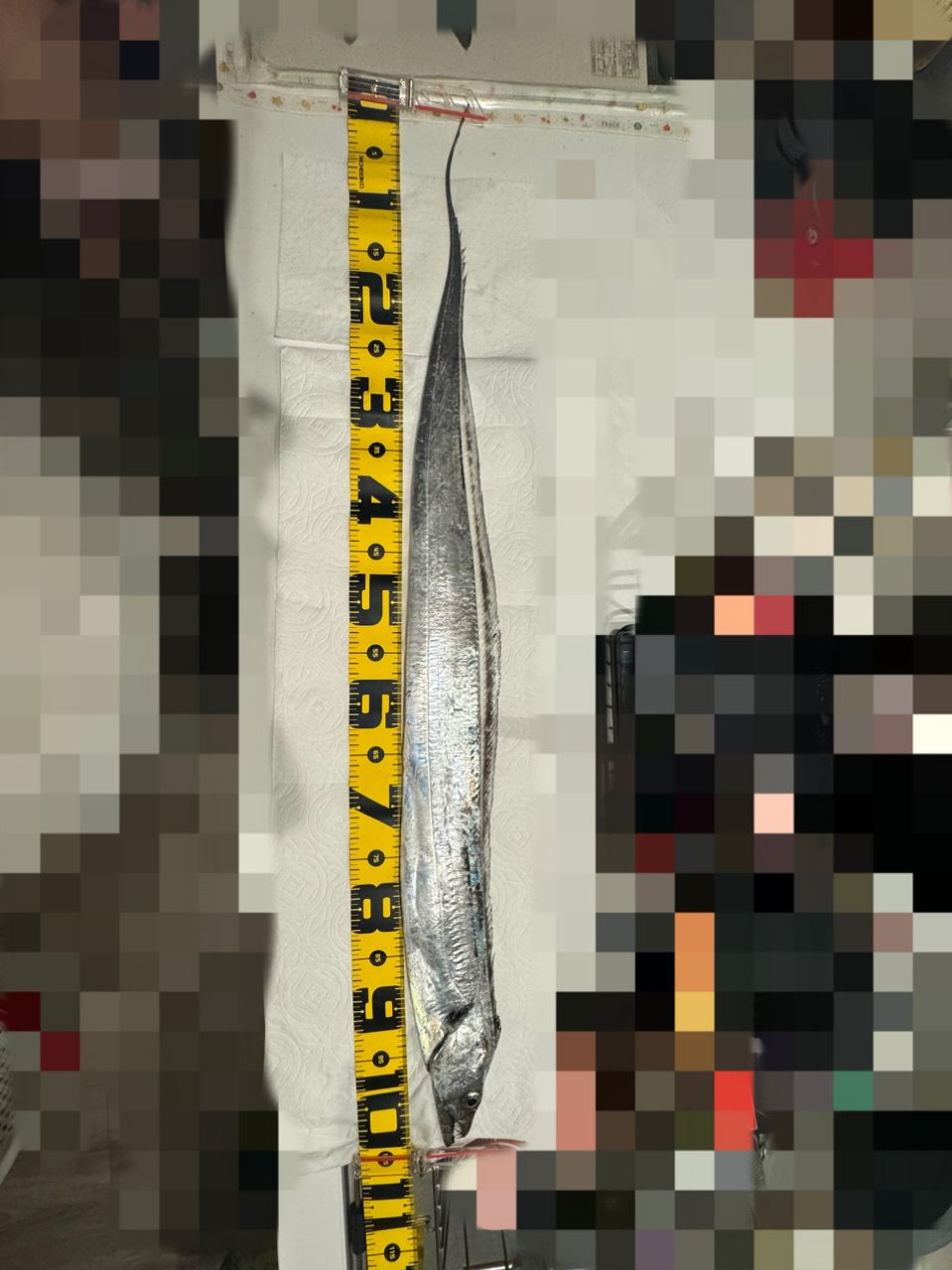 タチウオ