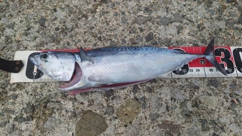 ヒラソウダの釣果