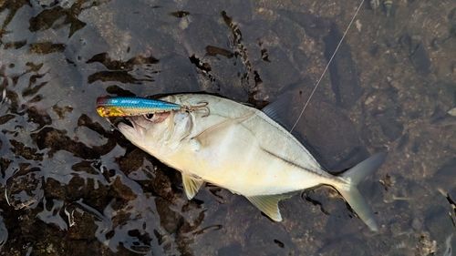 メッキの釣果