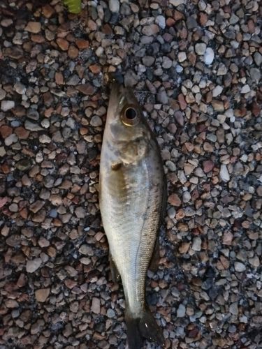 セイゴ（マルスズキ）の釣果
