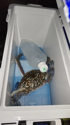 ワタリガニの釣果