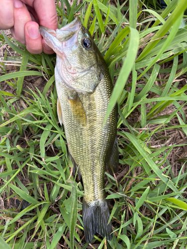 ラージマウスバスの釣果