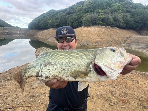 ラージマウスバスの釣果